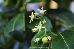 Acronychia pedunculata