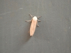 Creatonotos transiens