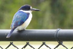 Todiramphus macleayii