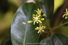 Acronychia pedunculata
