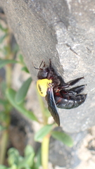 Xylocopa pubescens