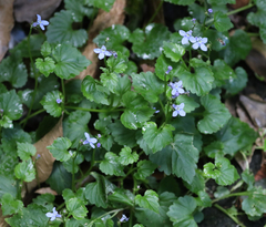 Lobelia trigonocaulis