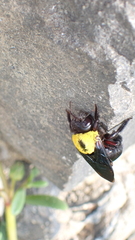 Xylocopa pubescens