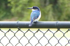 Todiramphus macleayii