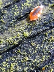 Coniopteryx