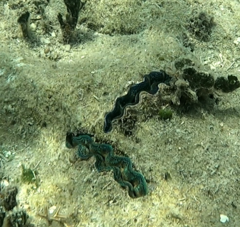 Tridacna