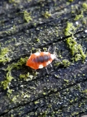 Coniopteryx
