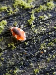 Coniopteryx