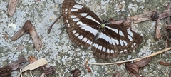 Neptis