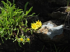 Grindelia stricta