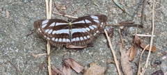 Neptis