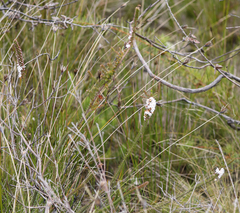 Epacris