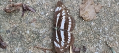 Neptis