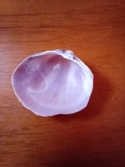 Mactra stultorum
