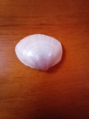 Mactra stultorum