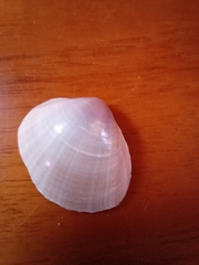 Mactra stultorum