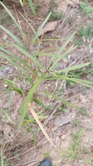 Notelaea microcarpa