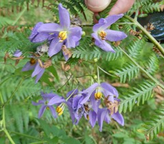 Solanum seaforthianum