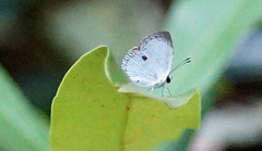 Neopithecops zalmora zalmora