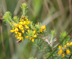 Phyllota phylicoides