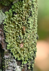 Phaeophyscia