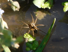 Pardosa