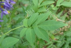 Solanum seaforthianum