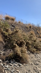 Lepidospartum squamatum