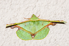 Fascellina plagiata