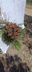 Pinus cembroides