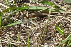 Candalides xanthospilos