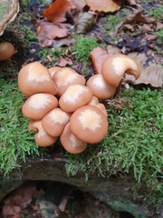 Kuehneromyces