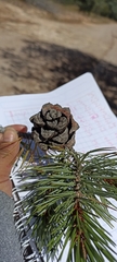 Pinus cembroides