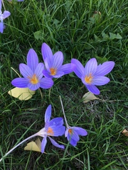 Crocus