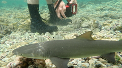 Negaprion brevirostris