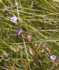 Dampiera stricta