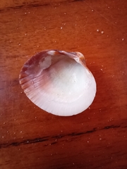 Cardiidae