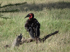 Bucorvus leadbeateri
