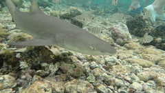 Negaprion brevirostris