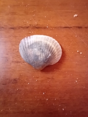 Cardiidae