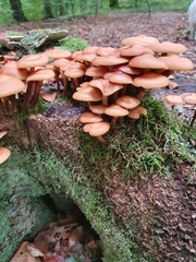 Kuehneromyces