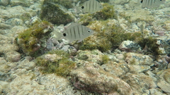 Diplodus lineatus