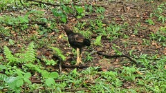 Gallus gallus