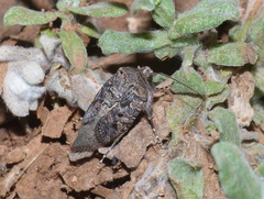 Tycomarptes inferior