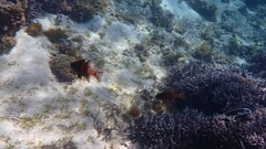 Ostorhinchus norfolcensis