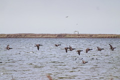 Branta bernicla
