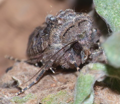 Tycomarptes inferior