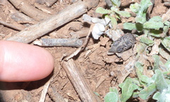 Tycomarptes inferior