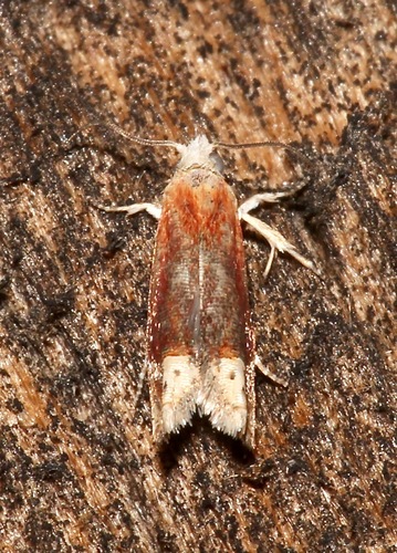 Reddish Eucosma Moth photo 4