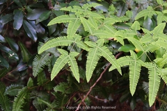 Dicranopteris linearis